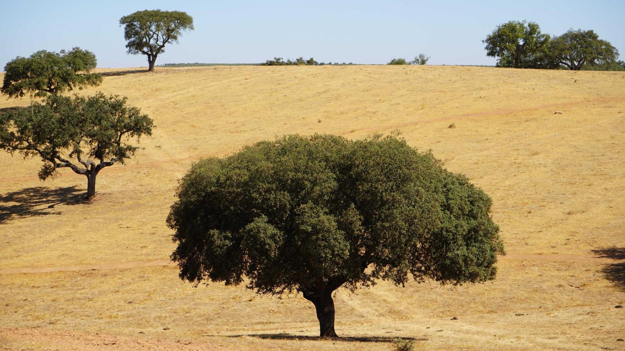 Agroturismo Xistos Cerca المظهر الخارجي الصورة